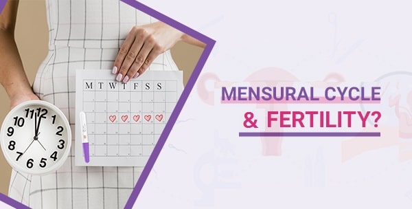 Menstrual-Cycle-and-Fertility.jpg