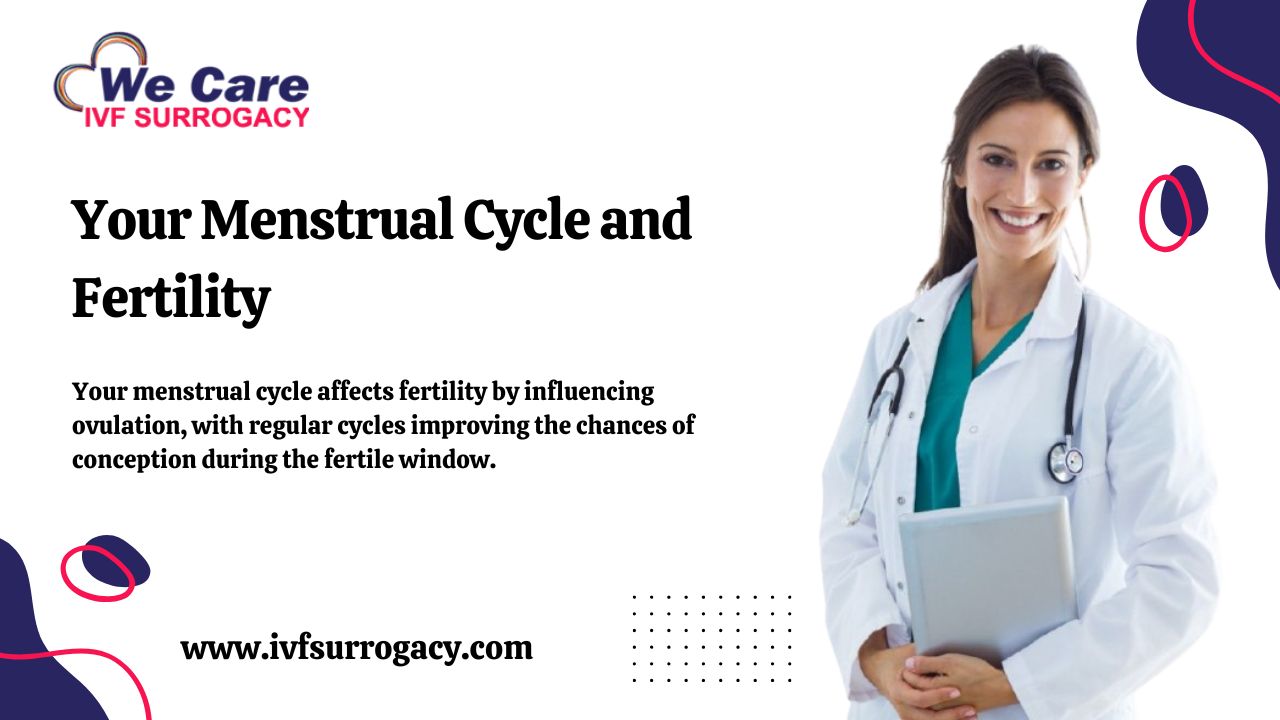 Your Menstrual Cycle and Fertility